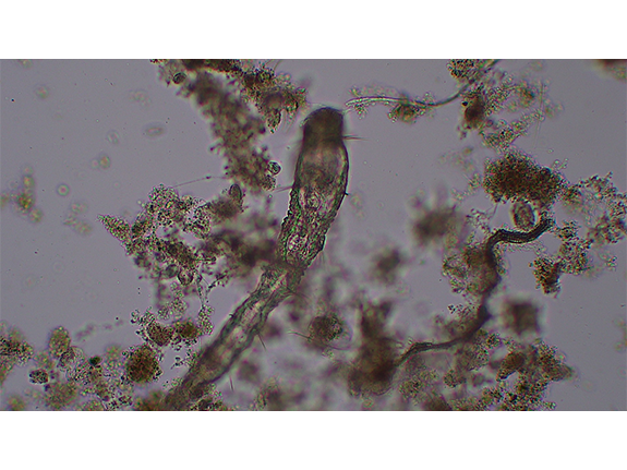 ばっ気室内の微生物2