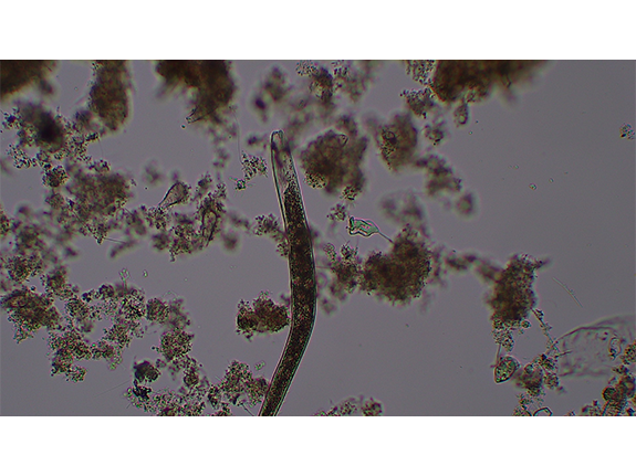 ばっ気室内の微生物1